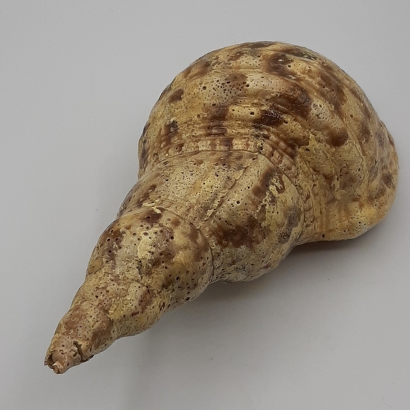 Tritons Trumpet CHARONIA TRITONIS 8 1/2" Natural Shell Large Home Decor - Picture 4 of 7